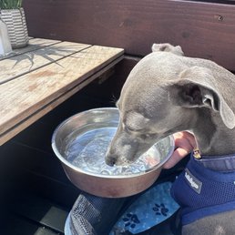Dogba with his water bowl. Dogba with his water bowl.