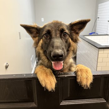 Scrub A Pup - Pet Groomers Near Me - Richmond, Kentucky Scrub A Pup - Pet Groomers Near Me - Richmond, Kentucky