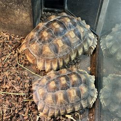 Branson's Promised Land Zoo - Tortoises