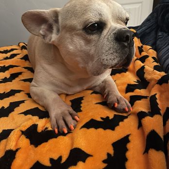 Hot Diggity Dog Resort - Pet Training Near Me - Escondido, California