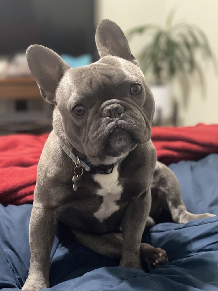 SHINTO’S PET FOOD Updated August 2024 17 Photos & 12 Reviews 120