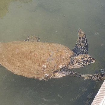 Ocean Joy Cruises - Back at the dock! More turtles!! Highly recommend! - Tours Near Me - Kapolei, Hawaii Ocean Joy Cruises - Back at the dock! More turtles!! Highly recommend! - Tours Near Me - Kapolei, Hawaii