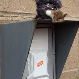 the fox that was living in my storage unit with his other rodent friends...