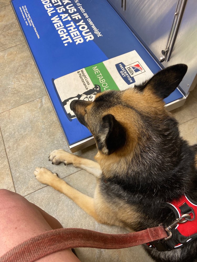 OAKHURST VETERINARY HOSPITAL Updated October 2024 49 Photos & 63