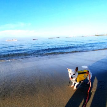 Rosie's Dog Beach - Dog Parks Near Me - Long Beach, California Rosie's Dog Beach - Dog Parks Near Me - Long Beach, California