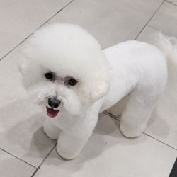 Allendale Pet Groomery