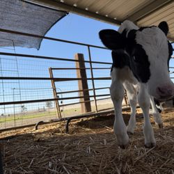 Udderlycaptured