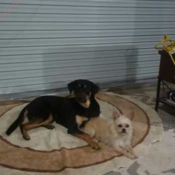 Pampered Paws Dog Hotel - They love each other so much. - Pet Training Near Me - Dodd City, Texas