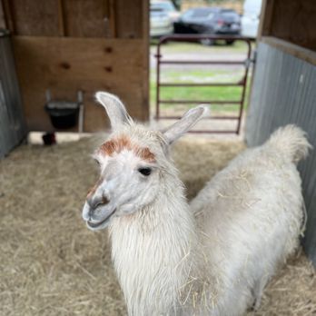 DK Farms & Gardens - I was warned that he spits. (He didn't, thank goodness) - Petting Zoos Near Me - Largo, Florida DK Farms & Gardens - I was warned that he spits. (He didn't, thank goodness) - Petting Zoos Near Me - Largo, Florida