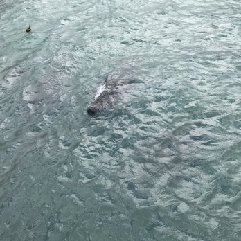 Manatee Lagoon - Hello from the manatee! - Aquariums Near Me - West Palm Beach, Florida Manatee Lagoon - Hello from the manatee! - Aquariums Near Me - West Palm Beach, Florida