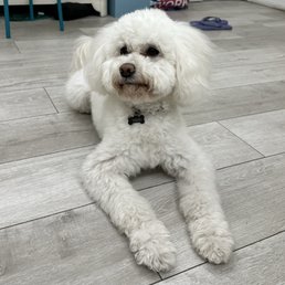 Happy cute puppy