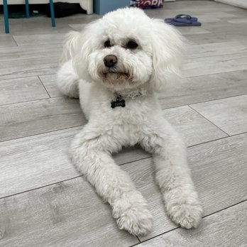 Dazzling Pup - Happy cute puppy - Pet Groomers Near Me - San Gabriel, California