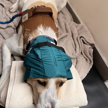VEG ER for Pets - After her draining with a bonnet for the next few days.... - Emergency Pet Hospital Near Me - Lynnwood, Washington VEG ER for Pets - After her draining with a bonnet for the next few days.... - Emergency Pet Hospital Near Me - Lynnwood, Washington