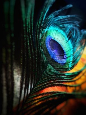 Paparrilla Food Truck by null