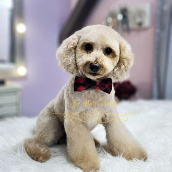 The Mutt Puddle - Pet Groomers Near Me - Allen, Texas The Mutt Puddle - Pet Groomers Near Me - Allen, Texas
