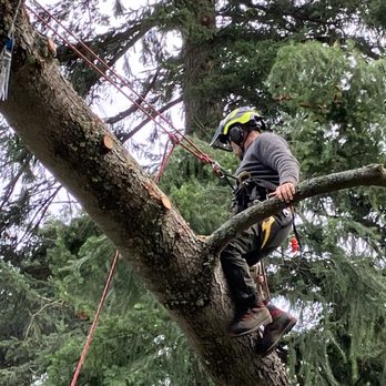 Henry Tree Service - Tree Services Near Me Henry Tree Service - Tree Services Near Me