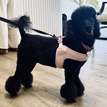 Pawlish Grooming - Zoey's after groom photo! - Pet Groomers Near Me - Las Vegas, Nevada Pawlish Grooming - Zoey's after groom photo! - Pet Groomers Near Me - Las Vegas, Nevada