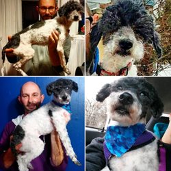 Choctaw Casino - What a difference six weeks of love, nutrition and a great groomer makes...