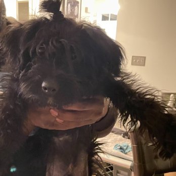 D Luxurious Paws - Before his haircut - Pet Groomers Near Me - Baltimore, Maryland