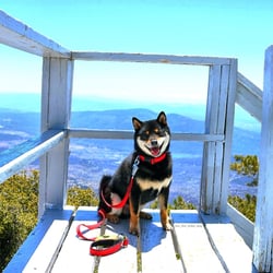 Humber Park - At the fire lookout