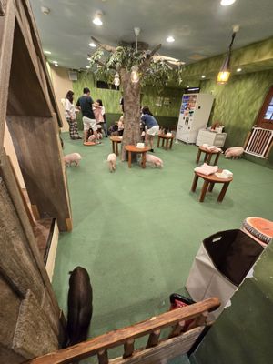 mipig cafe Harajuku by null