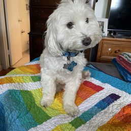 My Maltipoo Neville My Maltipoo Neville