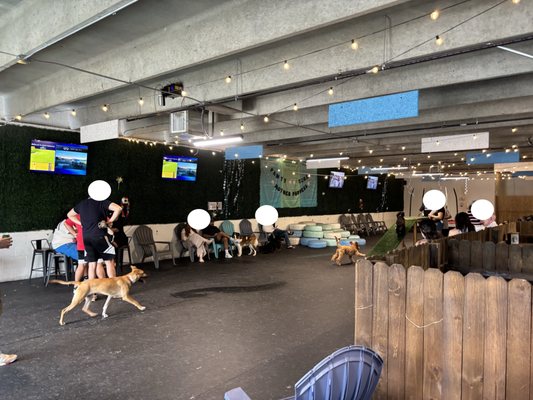 Snouts & Stouts - Dog Bar by null