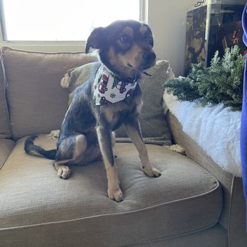 Paris' Pampered Pets - Pet Groomers Near Me - Vista, California Paris' Pampered Pets - Pet Groomers Near Me - Vista, California
