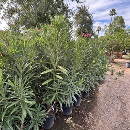 oleanders
