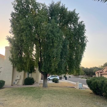 Tree Pros - Tree Services Near Me - Phoenix, Arizona