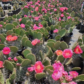 Waterwise Botanicals - Superbloom cacti - Nurseries & Gardening Near Me - Bonsall, California