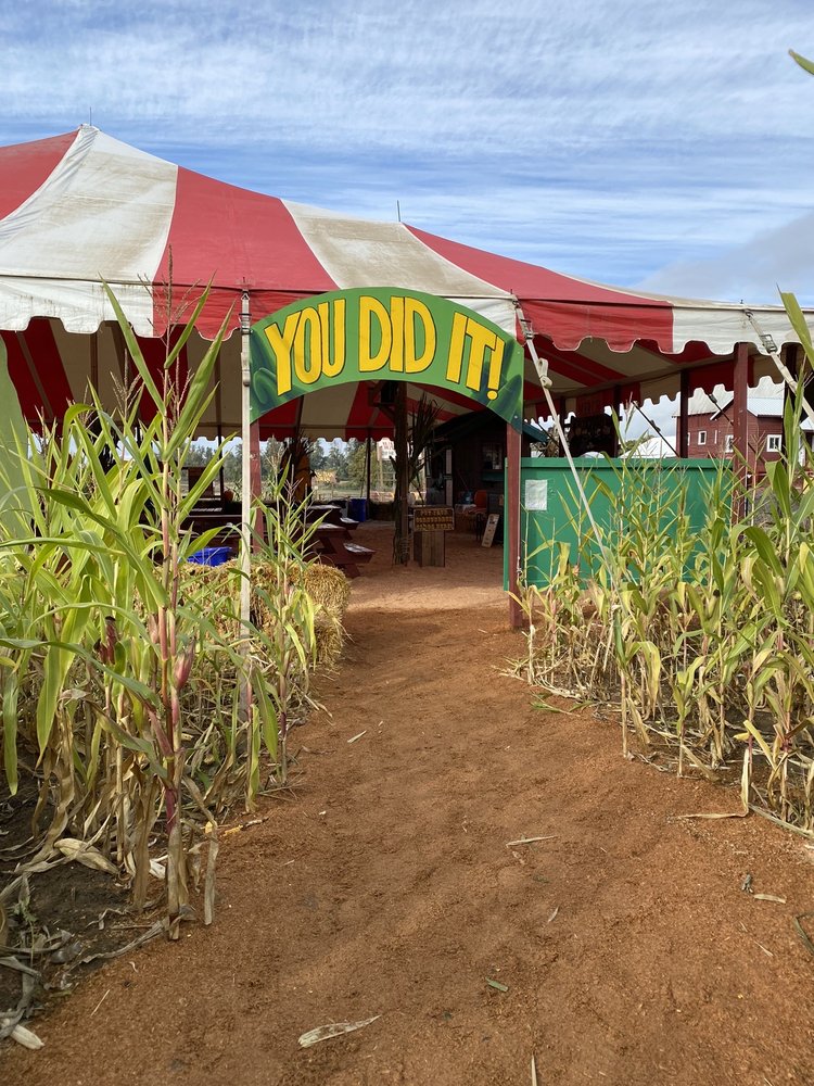 THE MAIZE AT THE PUMPKIN PATCH Updated September 2024 85 Photos
