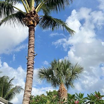 All Around Groundkeepers - Coconut palm and Sabal palm hurricane ready! - Tree Services Near Me - Margate, Florida