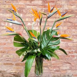 Henry Hampton Floral - Birds of Paradise