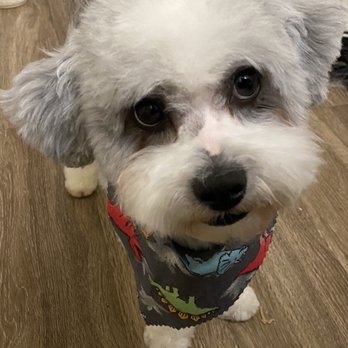 Pin Up Pets - My puppy man. - Pet Groomers Near Me - Chandler, Arizona Pin Up Pets - My puppy man. - Pet Groomers Near Me - Chandler, Arizona
