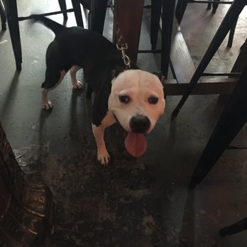 Silver Cow - Dog friendly - Lounges Near Me - Jacksonville, Florida