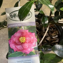 Outdoor Supply Hardware - Camelia that can tolerate full sun