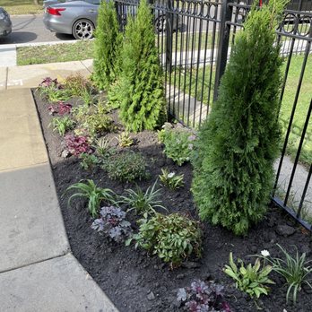 Melesio's Landscape - a black iron fence and a row of plants - The image shows a landscaped garden bed adjacent to a sidewalk, featuring three tall evergreen shrubs and various flowering plants with green and purple foliage. The garden is bordered by a black metal fence, with a sidewalk and parked cars visible beyond. The background includes trees, a grassy area, and residential buildings, indicating an urban or suburban setting. - Landscaping Near Me