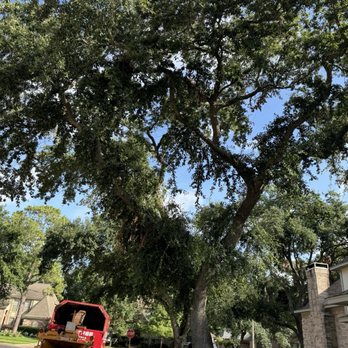Katy Tree Service - Before trimming - Tree Services Near Me Katy Tree Service - Before trimming - Tree Services Near Me