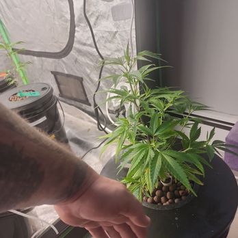 New England Clones - Nurseries & Gardening Near Me