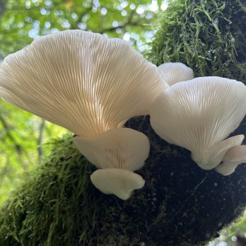 Saint Edward State Park - Parks Near Me - Kenmore, Washington