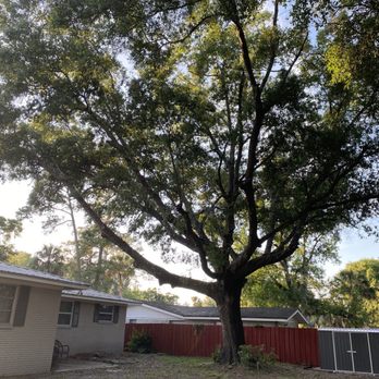 Jax Tree Removal - Water Oak Tree starting to lean towards home. - Tree Services Near Me - Jacksonville, Florida