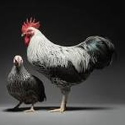 Fair Oaks Feathers - Sophisticated Silverudd Blue.