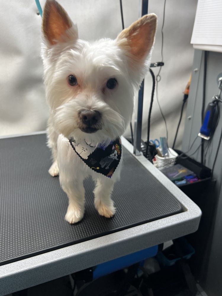 JENS POOCH STYLES MOBILE GROOMING Updated September 2024 41 Photos