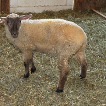 Aullwood Audubon - You can pet sheep and other animals. You can walk freely and explore a live farm. - Parks Near Me - Dayton, Ohio Aullwood Audubon - You can pet sheep and other animals. You can walk freely and explore a live farm. - Parks Near Me - Dayton, Ohio