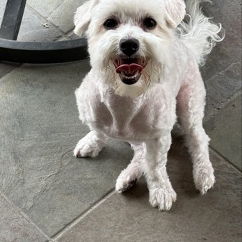 Capilli Professional Pet Grooming - Happy girl after her grooming - Pet Groomers Near Me