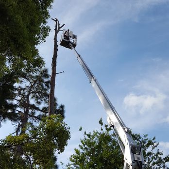 Specialty Tree Care - Tree Services Near Me Specialty Tree Care - Tree Services Near Me