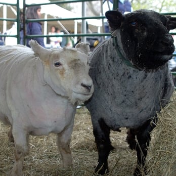 Why Sheep? ‎– Sampling Concerto 21ST ANNUAL SHEEP SHEARING FESTIVAL - Updated January 2026 - 52