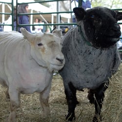 21st Annual Sheep Shearing Festival