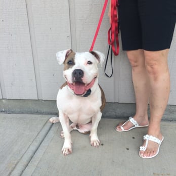 All Star Dog Trainers - Pet Training Near Me All Star Dog Trainers - Pet Training Near Me